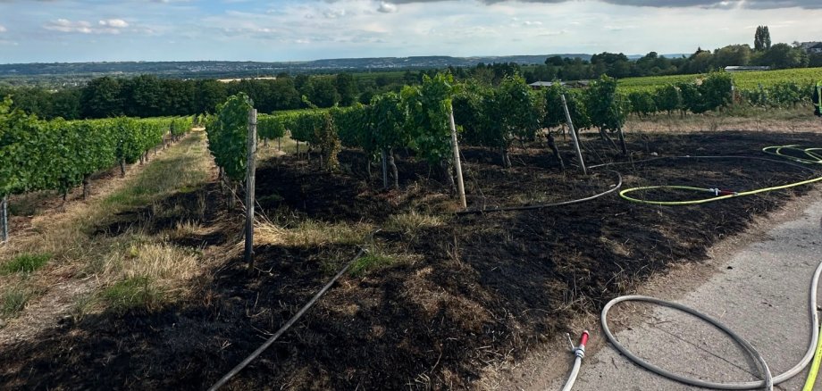 Brand in Weinbergslage Jungfer Brand in Weinbergslage Jungfer