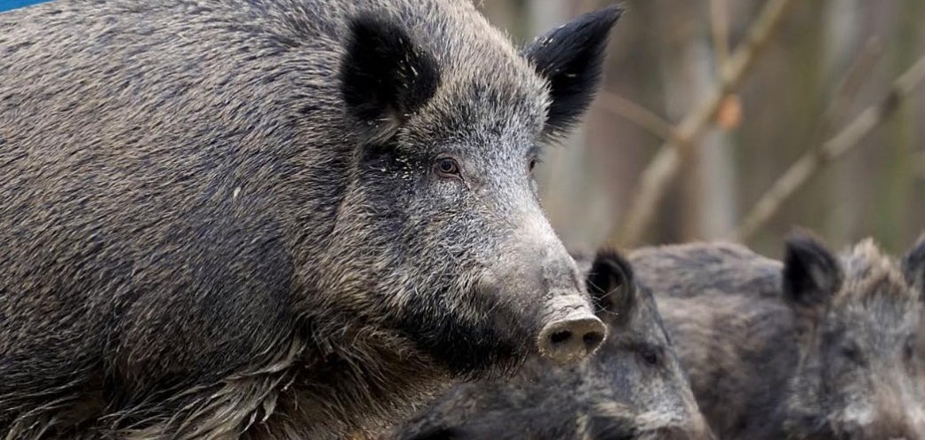 ASP- Rheingau-Taunus-Kreis