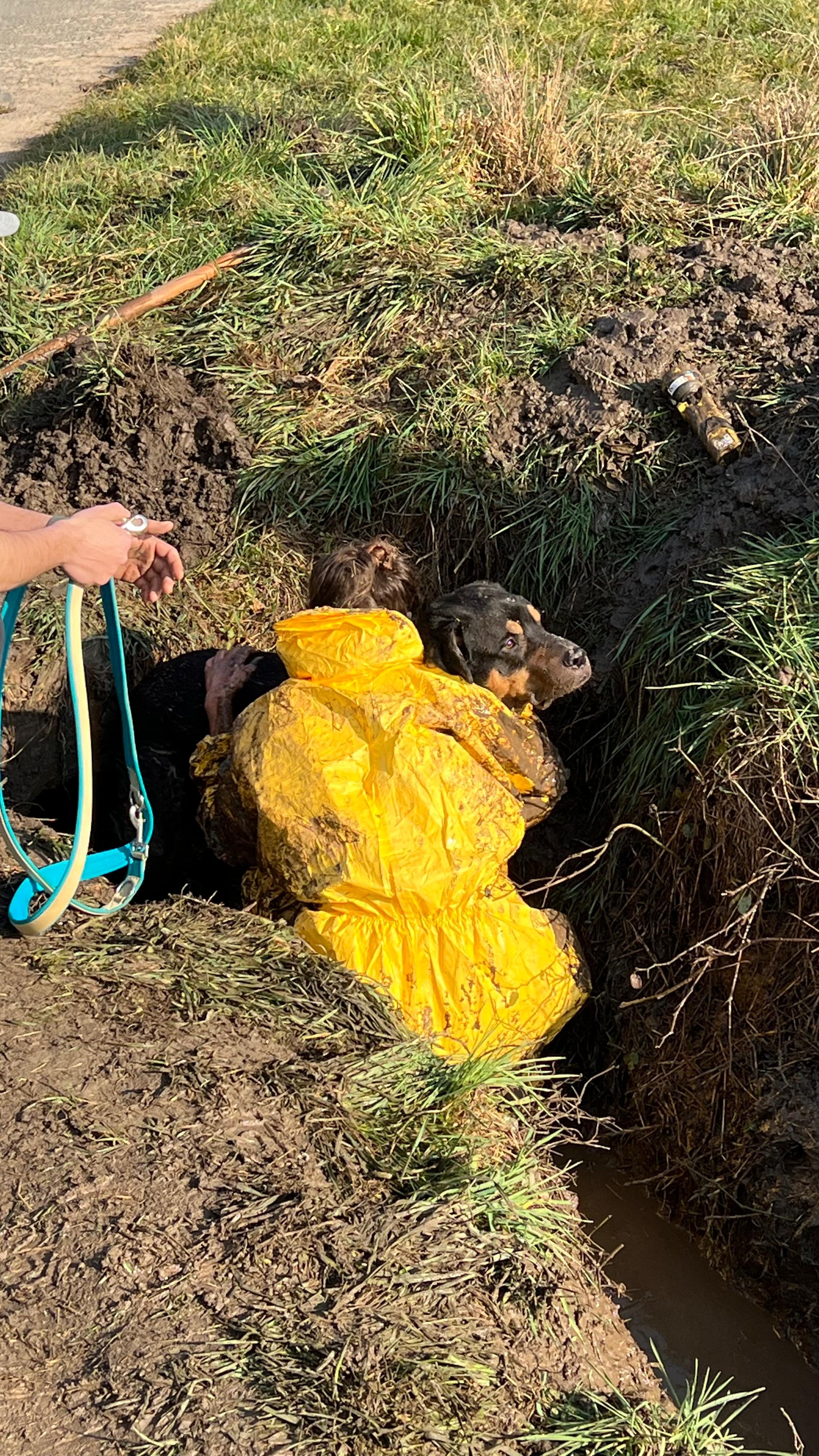 Hund im Abwasserrohr