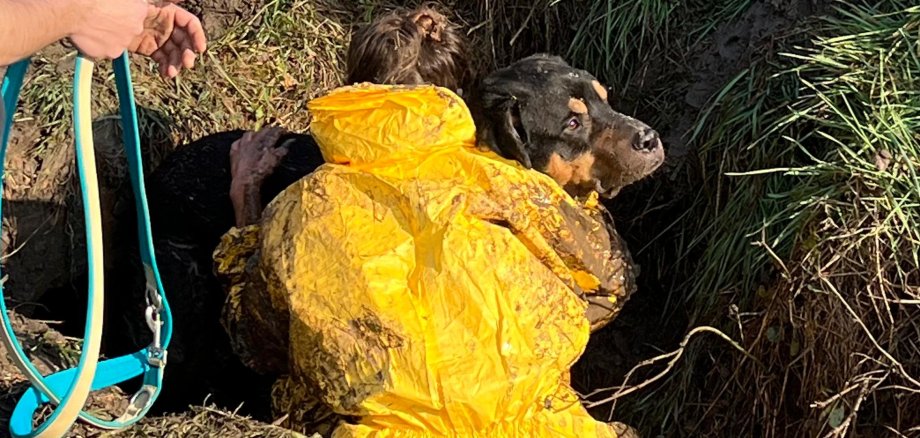 Hund im Abwasserrohr